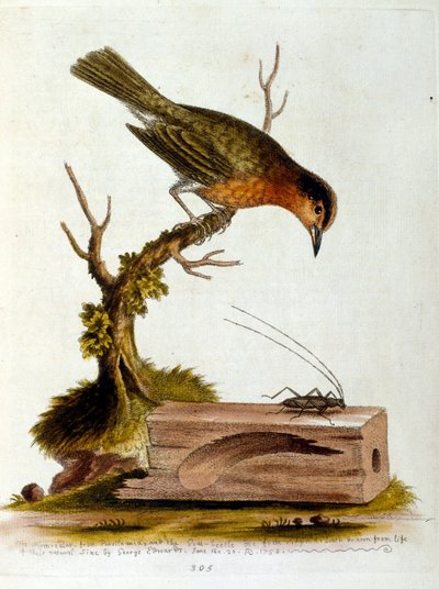 Aquarellillustration aus einem Buch seltener Vögel von G. Edwards 1750 von George Edwards