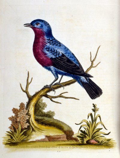 Aquarellillustration aus einem Buch seltener Vögel von G. Edwards 1750 von George Edwards