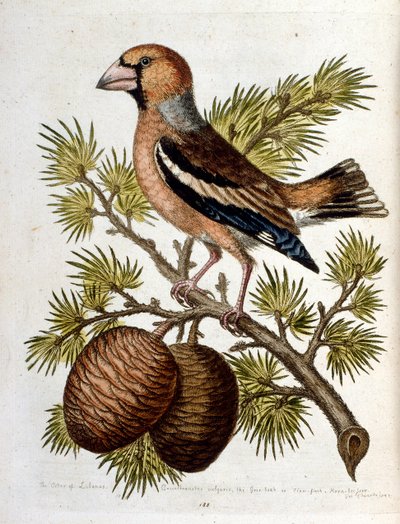Aquarellillustration aus einem Buch seltener Vögel von G. Edwards 1750 von George Edwards