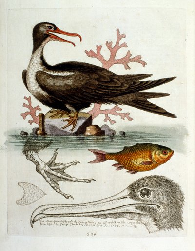 Aquarellillustration aus einem Buch seltener Vögel von G. Edwards, 1750 von George Edwards