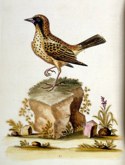 Aquarellillustration aus einem Buch seltener Vögel von G. Edwards, 1750 von George Edwards