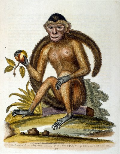 Aquarellillustration aus einem Buch seltener Vögel von G. Edwards 1750 von George Edwards