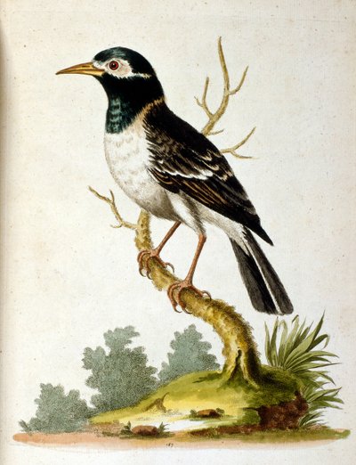 Aquarellillustration aus einem Buch seltener Vögel von G. Edwards 1750 von George Edwards