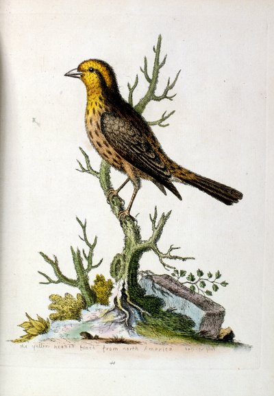 Aquarellillustration aus einem Buch seltener Vögel von G Edwards 1750 von George Edwards