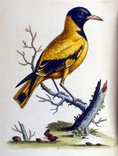 Aquarellillustration aus einem Buch seltener Vögel von G. Edwards 1750 von George Edwards