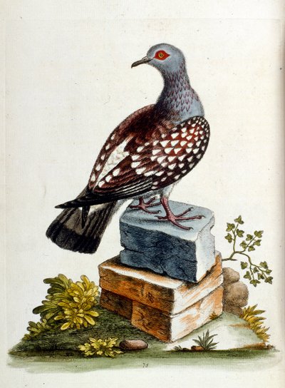Aquarellillustration aus einem Buch seltener Vögel von G. Edwards 1750 von George Edwards