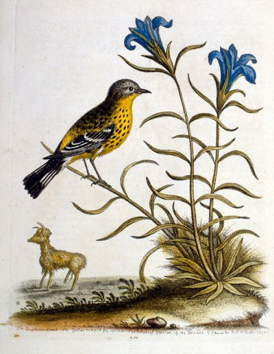 Aquarellillustration aus einem Buch seltener Vögel von G. Edwards 1750 von George Edwards