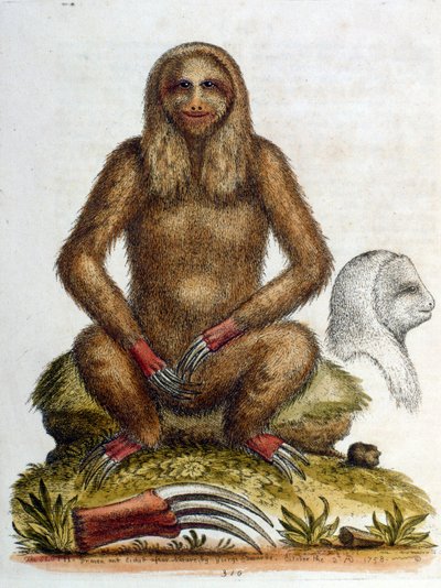 Aquarellillustration eines Dreizehenfaultiers von George Edwards