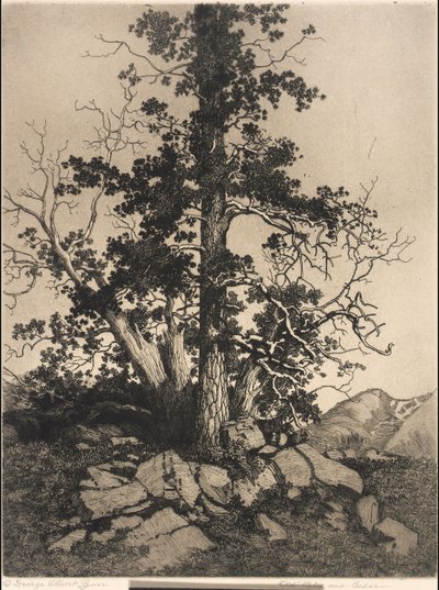 Alte Kiefer und Zeder von George Elbert Burr