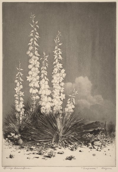 Seifenpflanze, Arizona (Nr. 2) von George Elbert Burr