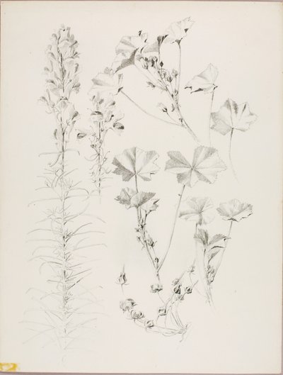 Ohne Titel (Botanische Studie) von George Elbert Burr