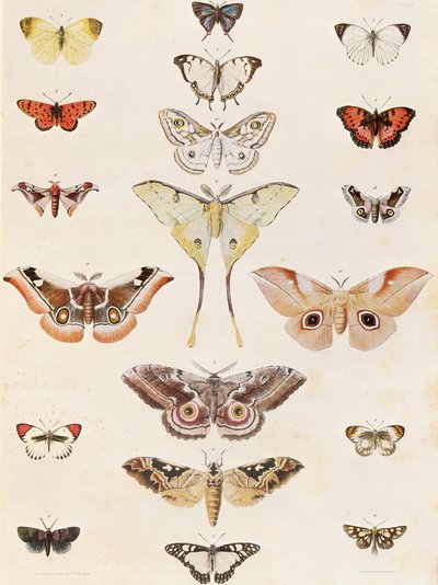 Lepidoptera aus Natal und dem Zulu-Land von George French Angas