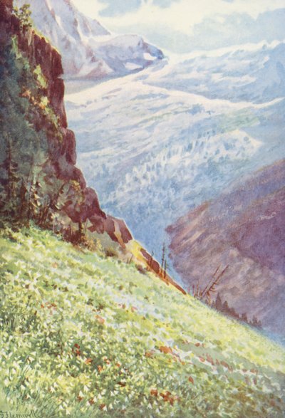 Die Paradieslilie (Paradisia Liliastrum) in der Nähe des Gletschers de Trient Mitte Juni von George Jackson Flemwell