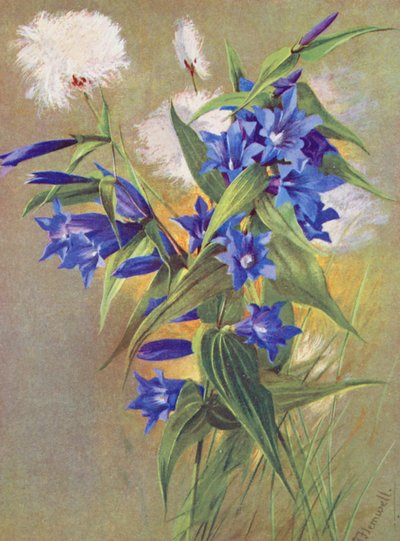 Die Weidenenzian (G asclepiadea) und die Alpen-Baumwollgras (Eriophorum Scheuchzeri) (Farblithographie) von George Jackson Flemwell