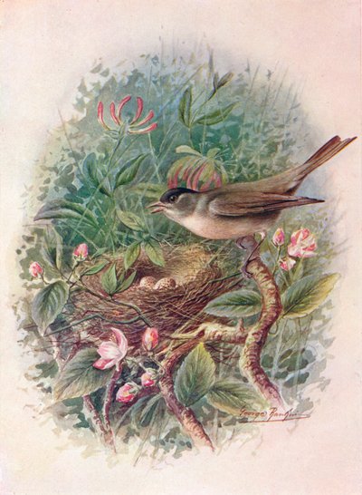 Mönchsgrasmücke - Sylvia atricapilla von George James Rankin