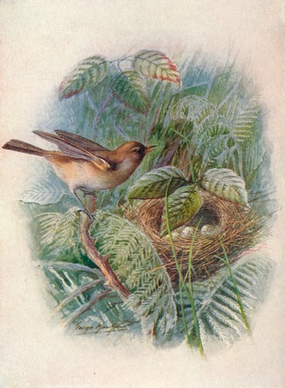Gartengrasmücke - Sylvia hortensis, ca. 1910 von George James Rankin