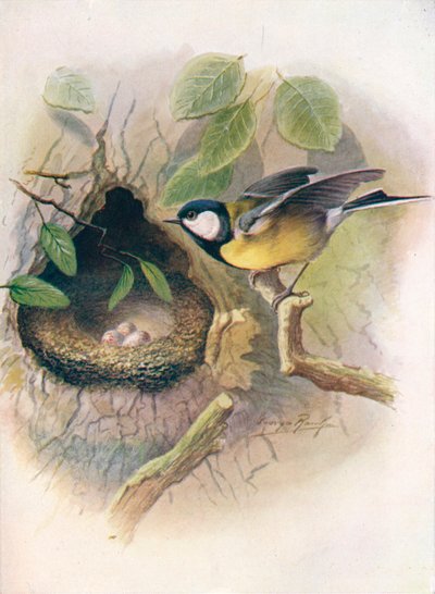 Kohlmeise - Parus major, ca. 1910 von George James Rankin