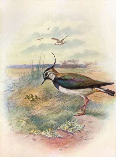Kiebitz oder Kiebitz - Vnellus vulgaris von George James Rankin