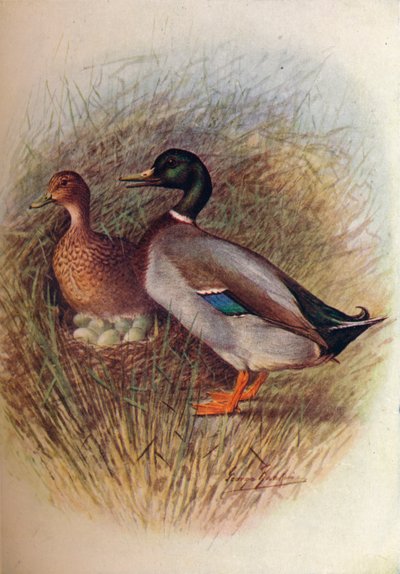 Stockente oder Wildente - Anas boscas, ca. 1910 von George James Rankin