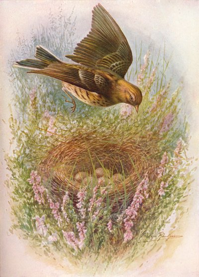 Wiesenpieper oder Titlark - Anthus pratensis, um 1910 von George James Rankin