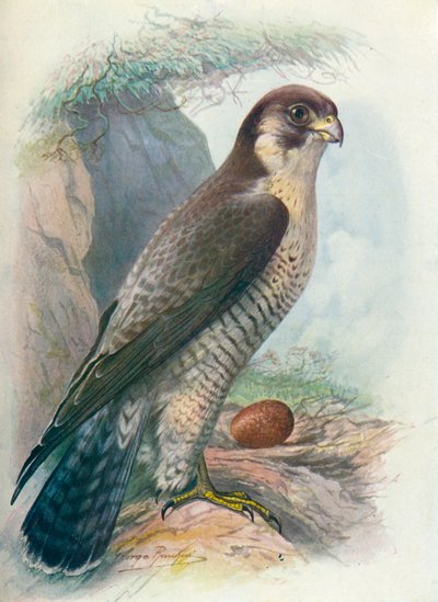 Wanderfalke - Falco peregrinus, um 1910 von George James Rankin