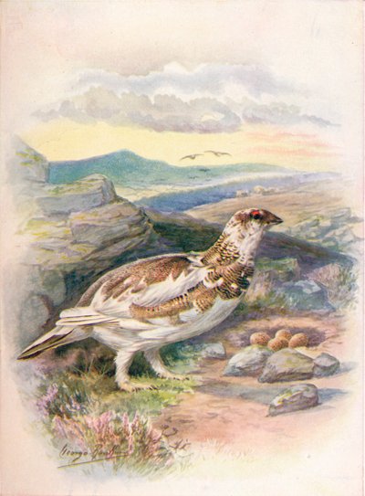 Schneehuhn - Lagopus mutus, um 1910 von George James Rankin
