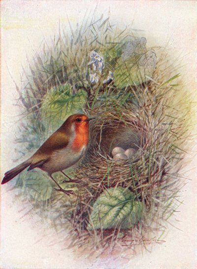 Rotkehlchen oder Robin - Erithacus rubecula von George James Rankin