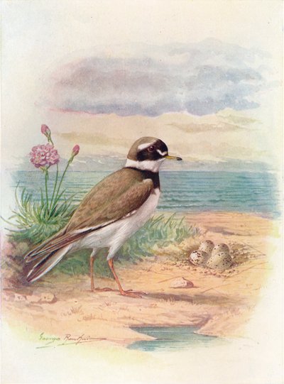 Sandregenpfeifer - Aegialitis hiaticola, ca. 1910 von George James Rankin