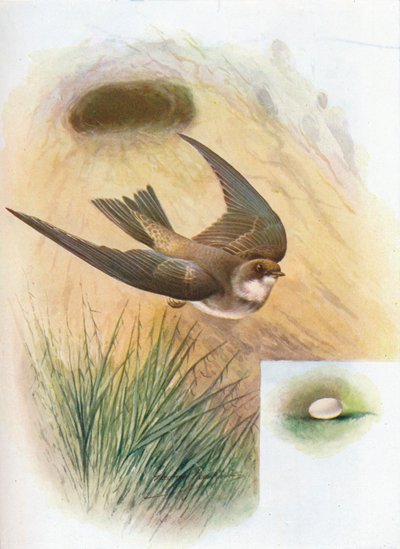 Uferschwalbe - Cotile riparia, um 1910, 1910 von George James Rankin