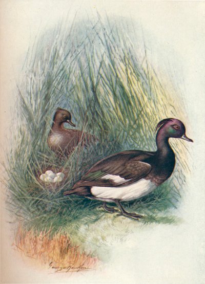 Reiherente - Fuligula cristata von George James Rankin