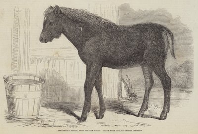 Bemerkenswerter Hybrid, aus dem New Forest von George Landseer