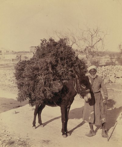 Esel, der eine Ladung Wurzeln und Zweige für Brennholz trägt, Palästina, ca. 1900 von Bartolome Esteban and studio Murillo