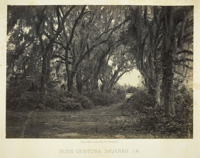 Buen-Ventura Savannah, Ga., 1866 von George N. Barnard