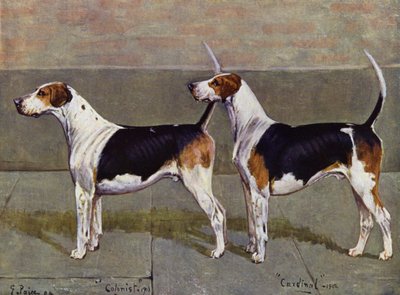 Die Puckeridge-Foxhounds Kolonist und Kardinal von George Paice