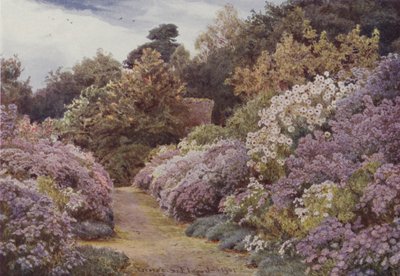 Michaelmas-Gänseblümchen, Munstead Wood von George Samuel Elgood