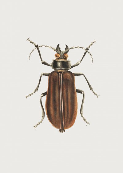 Cerambyx von George Shaw