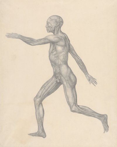 Vergleichende anatomische Darstellung der Struktur des menschlichen Körpers mit der eines Tigers und eines gewöhnlichen Huhns: Menschliche Figur, Seitenansicht, nach Entfernung der Haut und der darunterliegenden Faszienschichten (Fertige Studie für Tafel X von George Stubbs