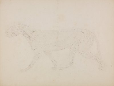 Vergleichende anatomische Darstellung der Struktur des menschlichen Körpers mit der eines Tigers und eines gewöhnlichen Huhns: Tigerkörper, Seitenansicht (Studie der oberen Muskelschichten) von George Stubbs