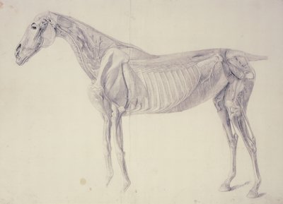 Diagramm aus The Anatomy of the Horse von George Stubbs