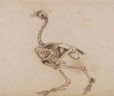 Dorking-Huhn-Skelett, Seitenansicht (Wahrscheinlich vorbereitet für eine unveröffentlichte Schlüsselfigur) von George Stubbs