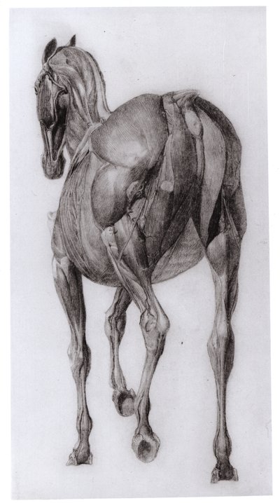 Rückenansicht der Muskelstruktur eines schrittweise sezierten Pferdes, Studie Nr. 7 aus Die Anatomie des Pferdes, 1766 von George Stubbs