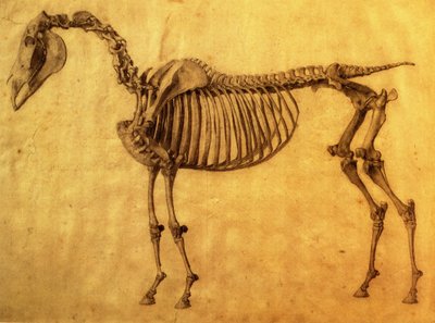 Fertige Studie für die erste Skeletttafel eines Pferdes, um 1766 von George Stubbs