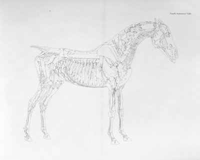Vierte anatomische Tafel, aus 