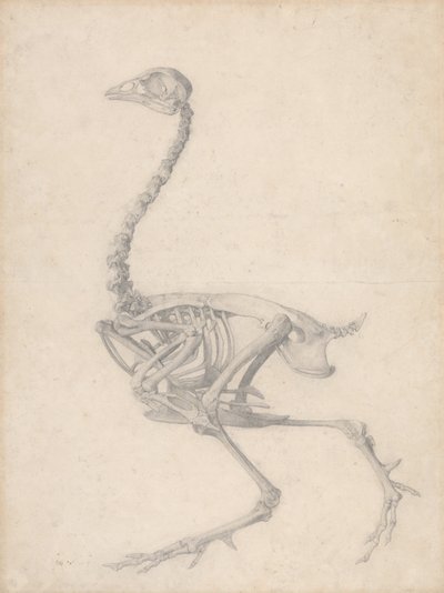 Vogelskelett, Seitenansicht (Fertige Studie für Tabelle V) von George Stubbs