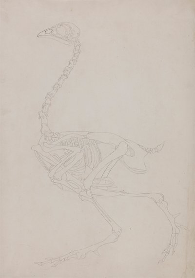Vogelskelett, Seitenansicht von George Stubbs