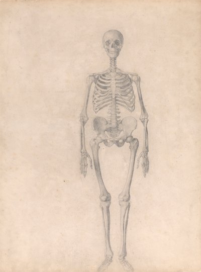 Menschliches Skelett, Vorderansicht (Fertige Studie für Tabelle I) von George Stubbs