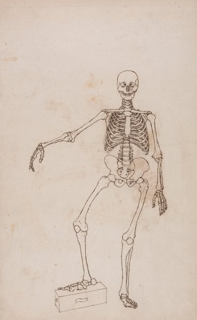 Menschliches Skelett, Vorderansicht von George Stubbs