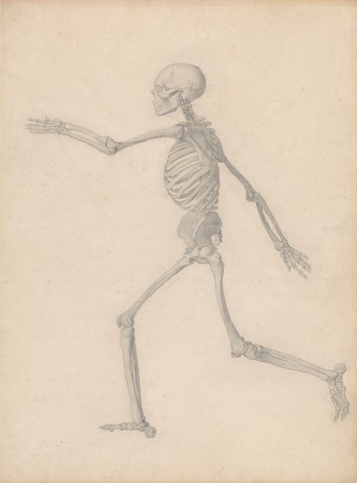 Menschliches Skelett, Seitenansicht (Nahe der endgültigen Studie für Tabelle III, aber unterscheidet sich im Detail) von George Stubbs