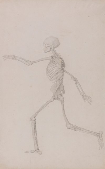 Menschliches Skelett, Seitenansicht von links, laufend (Fertige Studie für Tabelle III) von George Stubbs