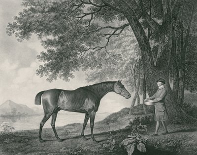 Sharke, graviert von George Townley Stubbs, veröffentlicht 1794 (Radierung) von George Stubbs